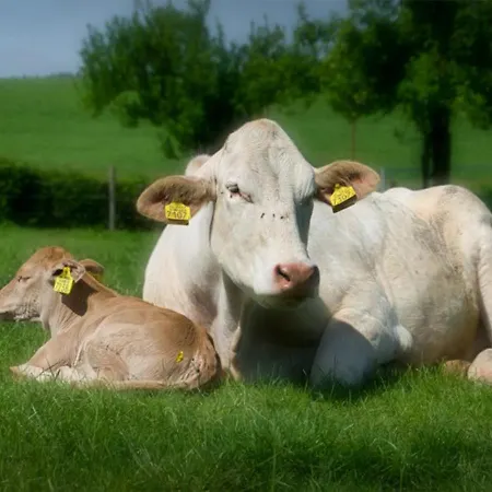 Recreatieboerderij Tergracht - T Schob * Epen